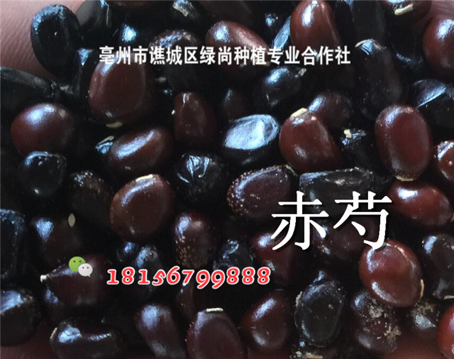 新产赤芍籽价格/优质赤芍籽批发-- 亳州市谯城区绿尚种植专业合作社