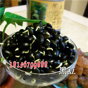 黑豆种子批发价格 黑豆种子亩效益-- 亳州市谯城区绿尚种植专业合作社