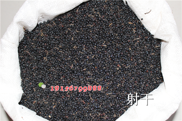 射干种子种苗批发价格-- 亳州市谯城区绿尚种植专业合作社