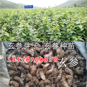 玄参苗栽培技术-- 亳州市谯城区绿尚种植专业合作社