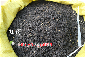 知母种子种苗栽培技术-- 亳州市谯城区绿尚种植专业合作社