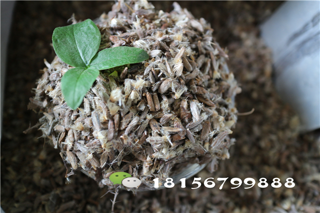 出售白术种子 白术种子价格-- 亳州市谯城区绿尚种植专业合作社