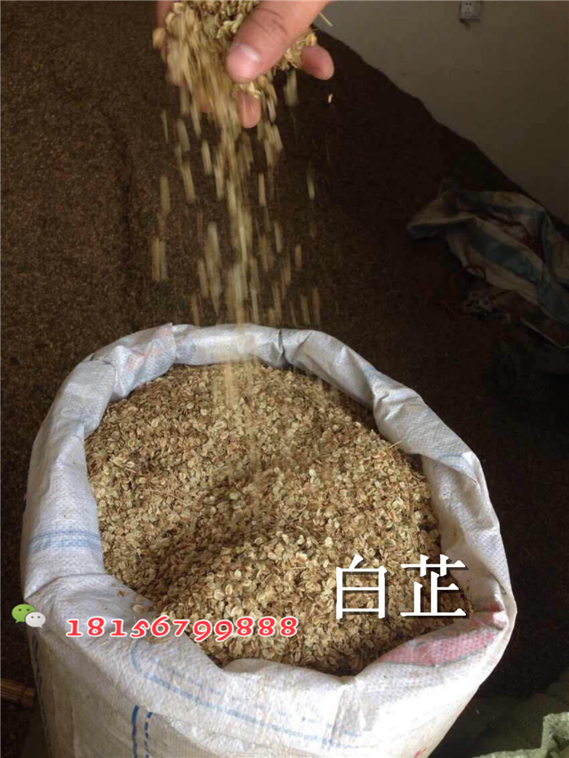 出售白芷种子 白芷种子价格-- 亳州市谯城区绿尚种植专业合作社