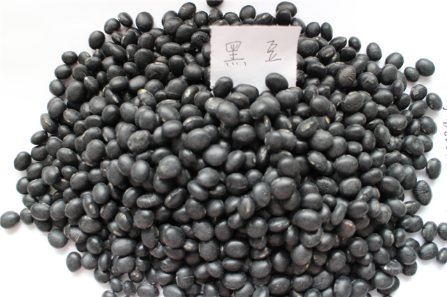 黑豆种子 黑豆种子产地直销-- 亳州市谯城区绿尚种植专业合作社