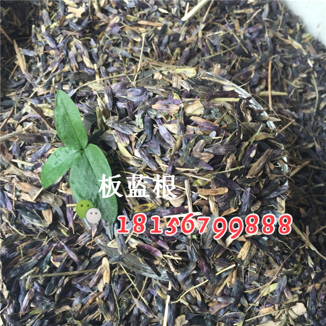 板蓝根种子 板蓝根种子多少钱一斤 板蓝根种子产地直销-- 亳州市谯城区绿尚种植专业合作社