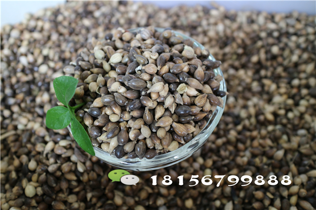 薏米种子 高产量薏米种子批发-- 亳州市谯城区绿尚种植专业合作社