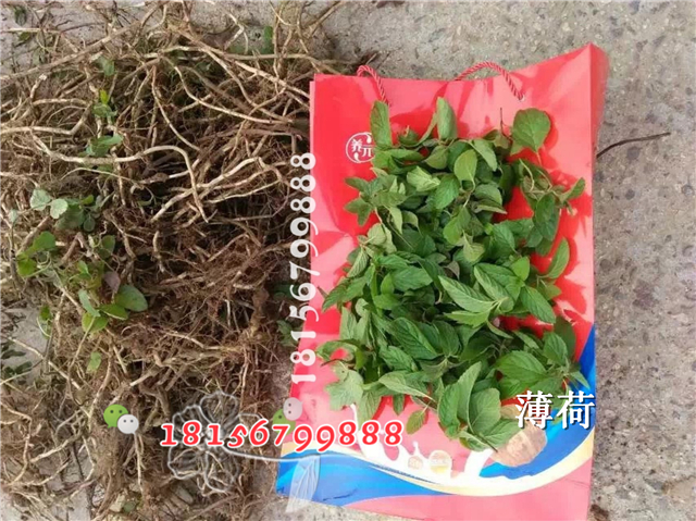薄荷苗 高产量薄荷苗大量批发-- 亳州市谯城区绿尚种植专业合作社