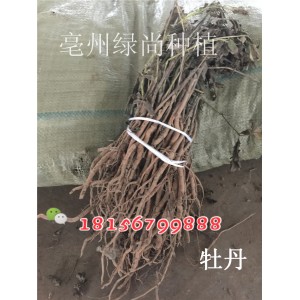 牡丹种子种苗 亳州牡丹种子种苗批发价格 牡丹种子种苗种植技术