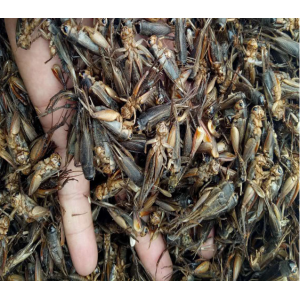 上海蟋蟀批发价格 上海蟋蟀养殖基地​