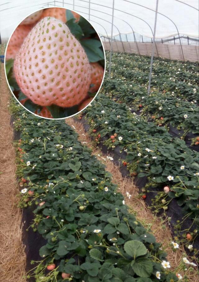 桃薰白草莓-- 泰安市泰林农业科技有限公司