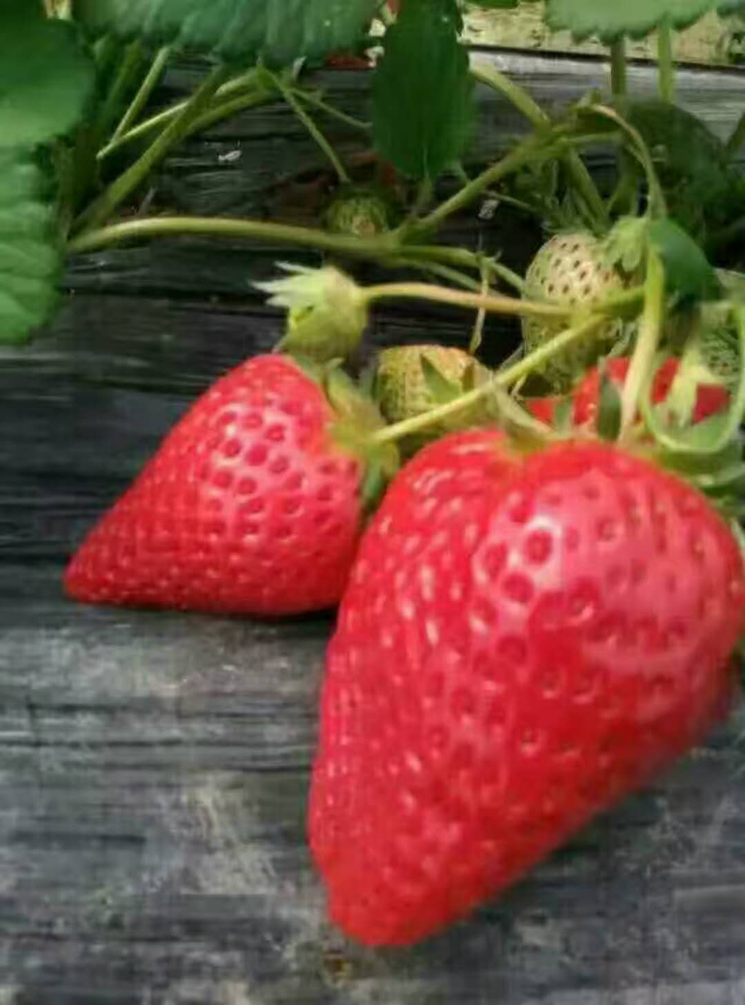 妙香7号草莓-- 泰安市泰林农业科技有限公司