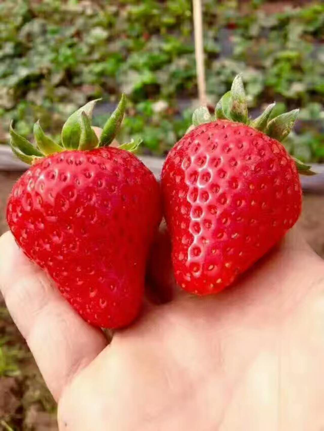 红颜草莓-- 泰安市泰林农业科技有限公司
