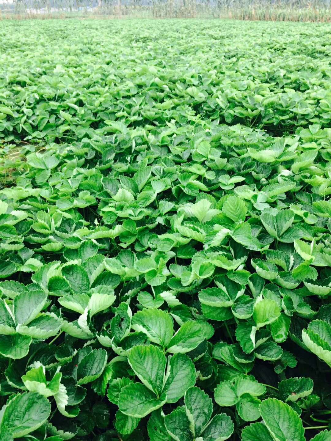 草莓种苗基地-- 泰安市泰林农业科技有限公司