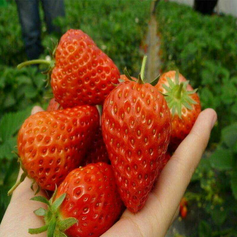 章姬草莓-- 泰安市泰林农业科技有限公司