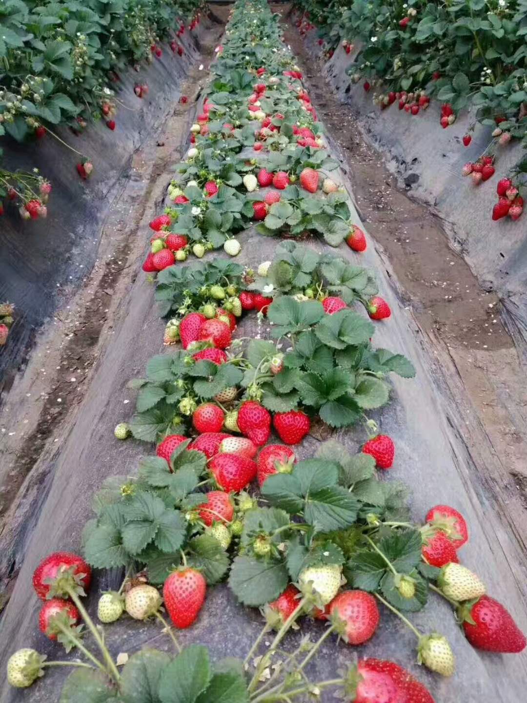 法兰地草莓苗-- 泰安市泰林农业科技有限公司