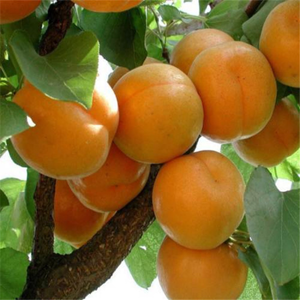 杏树苗-- 泰安市泰林农业科技有限公司