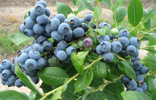 蓝莓苗-- 泰安市泰林农业科技有限公司