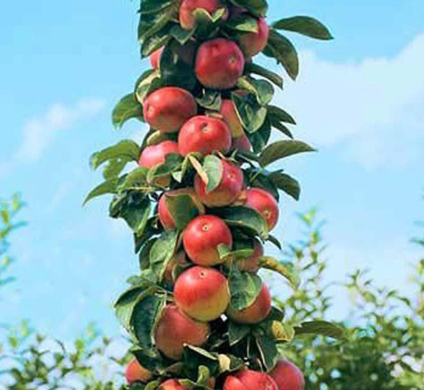优质果树嫁接苗-- 泰安市泰林农业科技有限公司