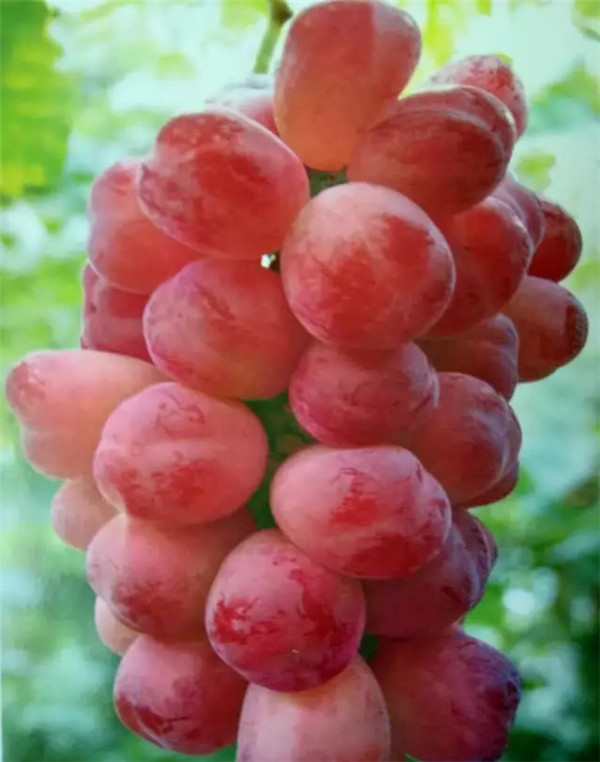 红国王-- 昌黎新品种葡萄苗木公司