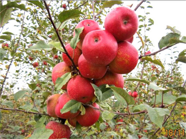 苹果苗-- 山东省泰安市高新区方园苗木有限公司