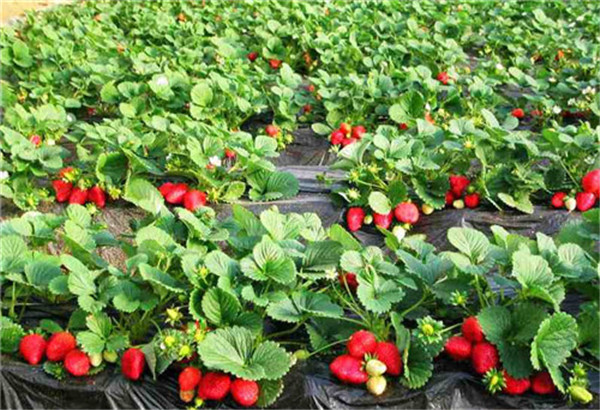 草莓苗-- 山东省泰安市高新区方园苗木有限公司