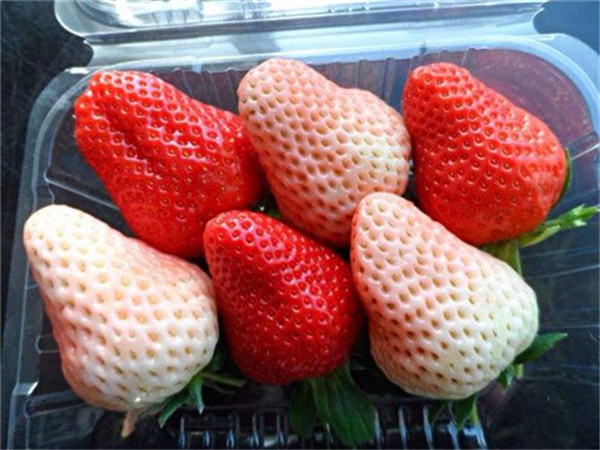 草莓苗-- 山东省泰安市高新区方园苗木有限公司