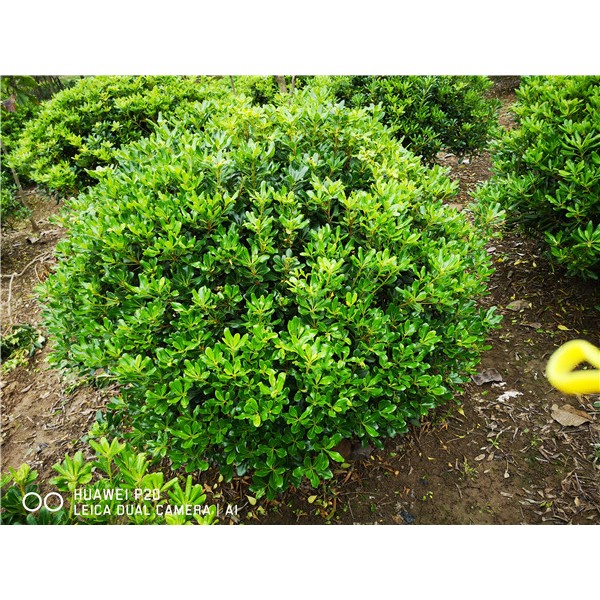 海桐球-- 萧山喷雪花园艺