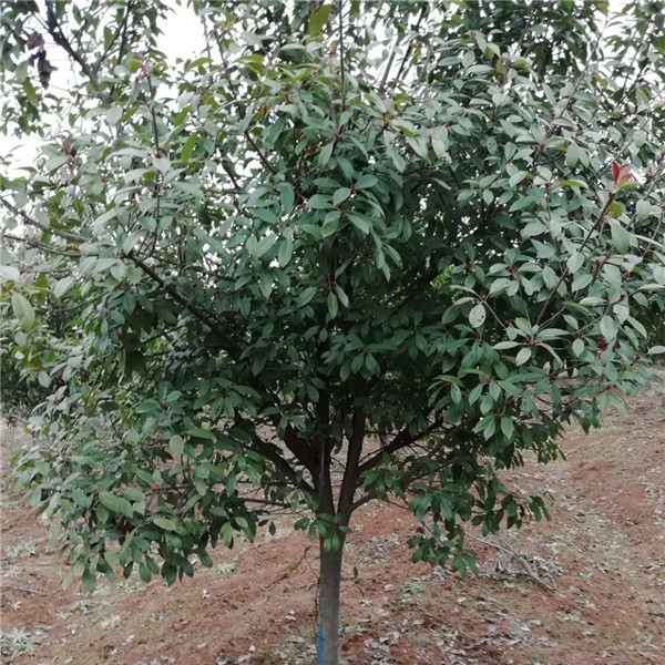 红叶石楠树-- 安徽滁州林桥厚义苗圃