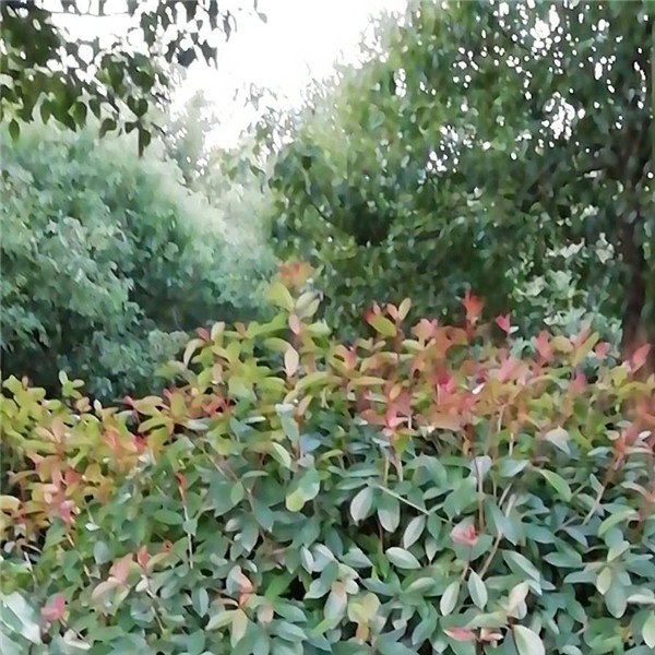 红叶石楠球-- 安徽滁州林桥厚义苗圃