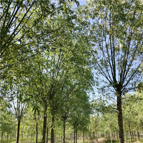 15-25公分垂柳-- 速生白蜡|速生国槐基地