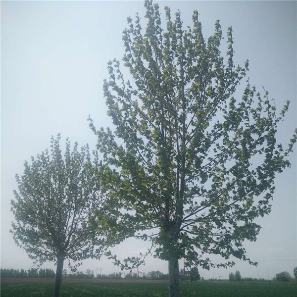 20-25公分法桐-- 速生白蜡|速生国槐基地