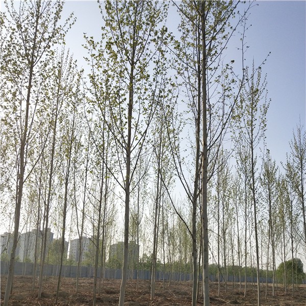 10-15公分原生冠法桐-- 速生白蜡|速生国槐基地