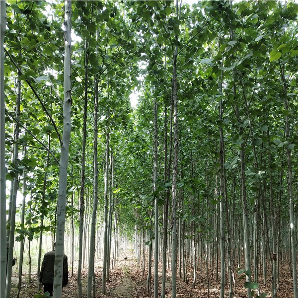 5-8公分原生冠法桐-- 速生白蜡|速生国槐基地