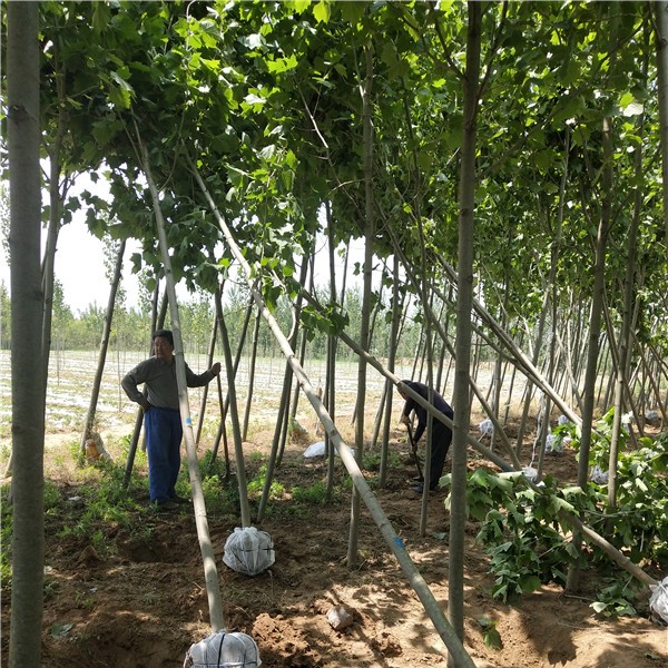 5-6公分法桐-- 速生白蜡|速生国槐基地