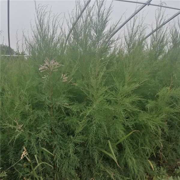 30-1米高盐松-- 速生白蜡|速生国槐基地