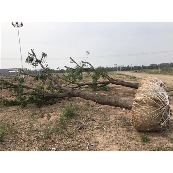 30公分大国槐收货现场-- 速生白蜡|速生国槐基地