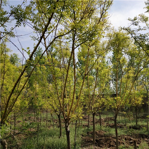 4-8公分矮接金枝金叶国槐-- 速生白蜡|速生国槐基地