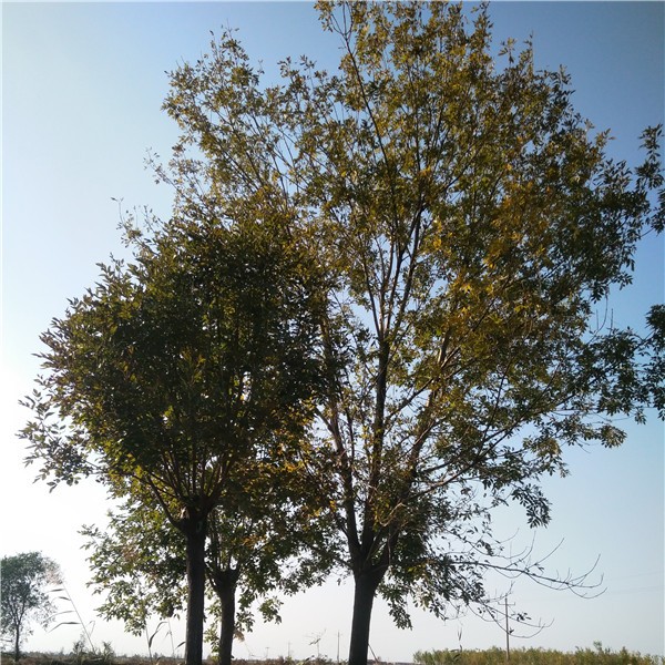15-25公分白蜡-- 速生白蜡|速生国槐基地