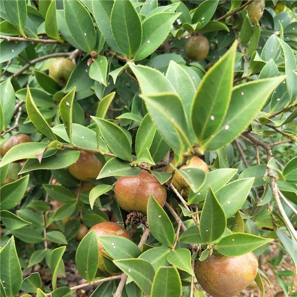 油茶挂果树-- 新兰苗木培育专业合作社