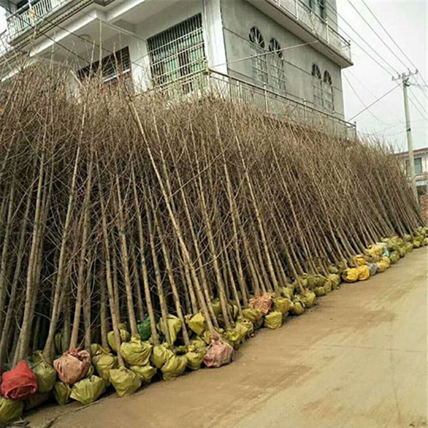 银杏小苗-- 大叶女贞种植基地