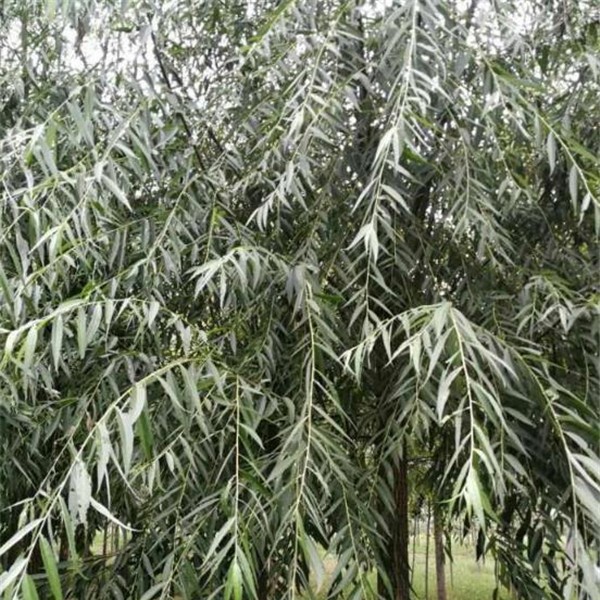 垂柳-- 大叶女贞种植基地