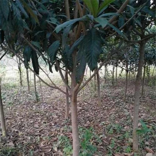 枇杷-- 大叶女贞种植基地