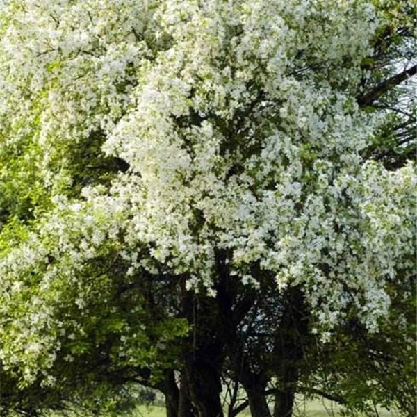 山丁子-- 五角枫|蒙古栎|白桦树基地