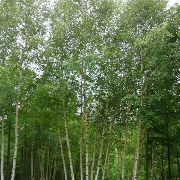 丛生白桦树-- 五角枫|蒙古栎|白桦树基地