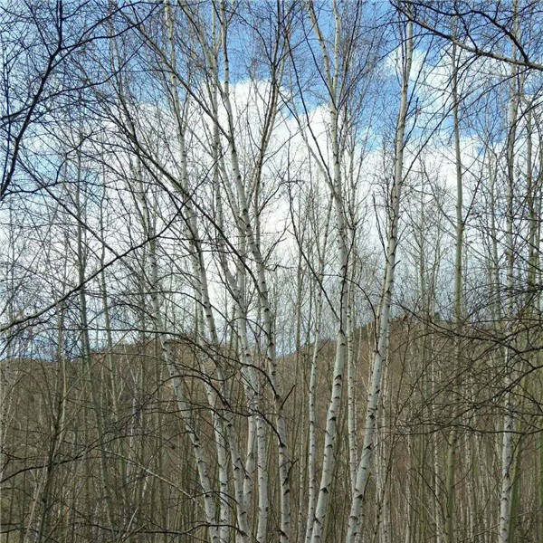 丛生白桦树-- 五角枫|蒙古栎|白桦树基地