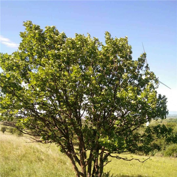 丛生蒙古栎-- 五角枫|蒙古栎|白桦树基地
