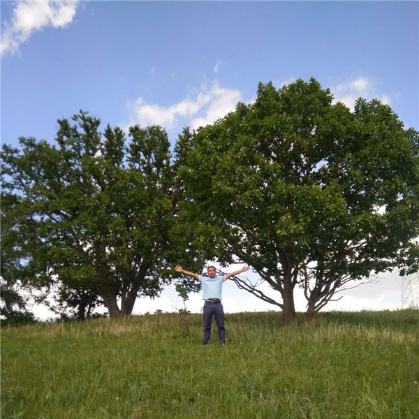 丛生蒙古栎-- 五角枫|蒙古栎|白桦树基地
