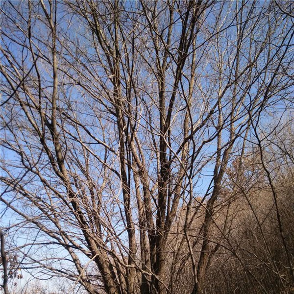 丛生五角枫-- 五角枫|蒙古栎|白桦树基地