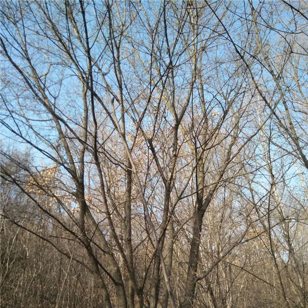 丛生五角枫-- 五角枫|蒙古栎|白桦树基地