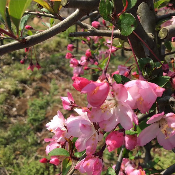 垂丝海棠-- 花卉苗木培育